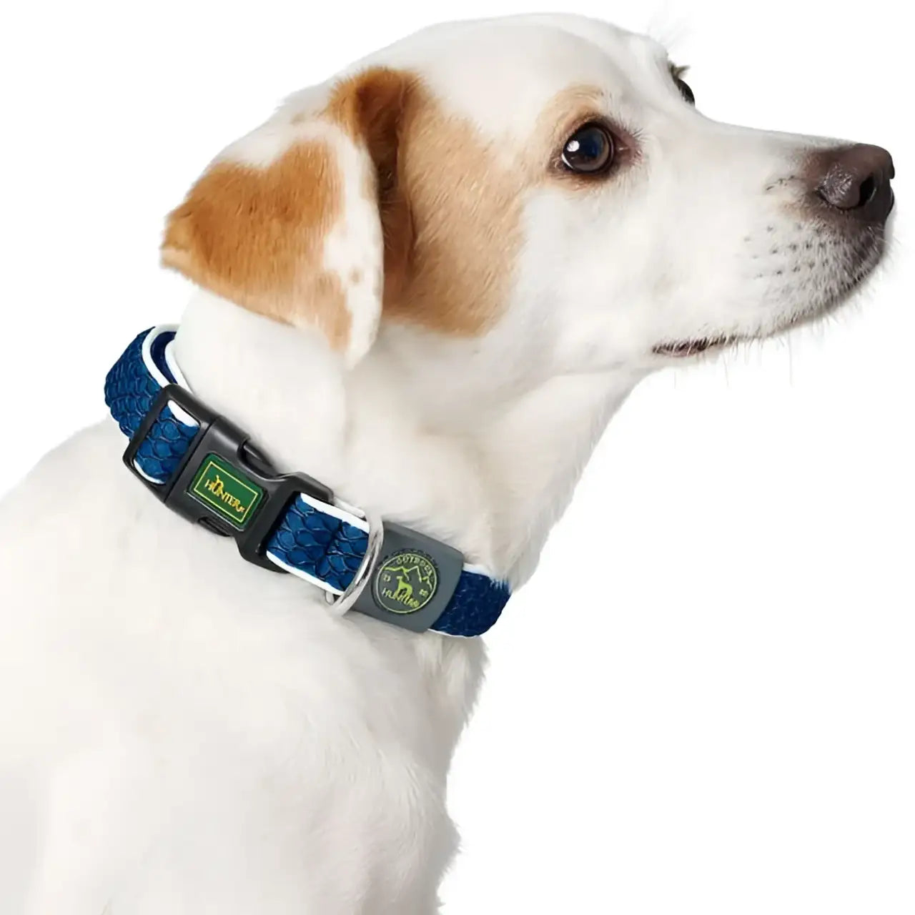 Collari Hilo Blu