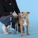 Complete Me Collare - ’Writing’ - Collari