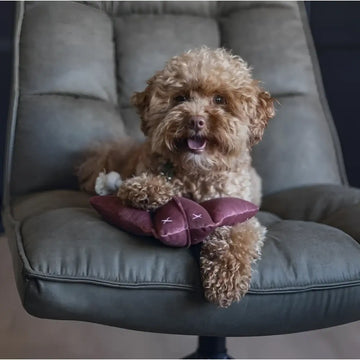 Designed By Lotte - Razza Anum in Velluto Grigio - grigio - Giochi