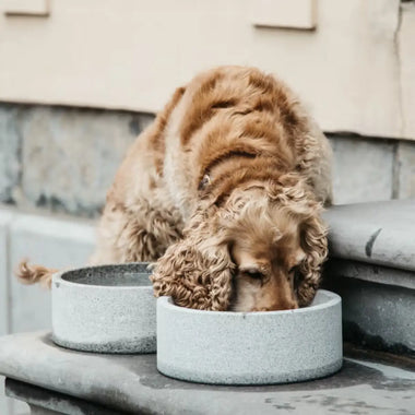 Kentucky - Ciotola per cani in Granito