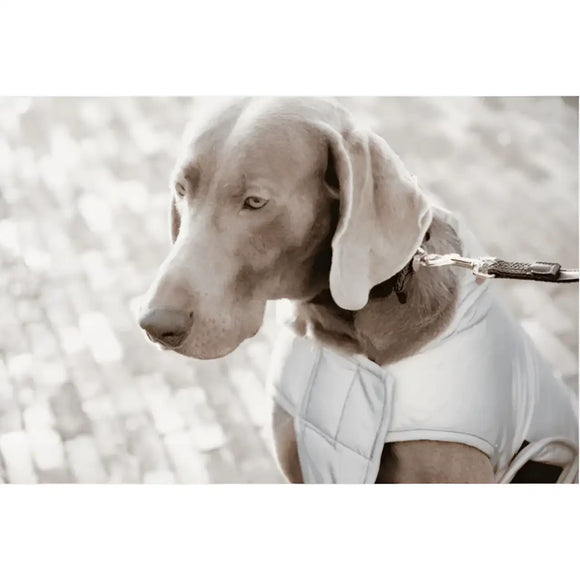 Kentucky - Belly Cover Cappotto per cani Riflettente e idrorepellente - S - Impermeabili