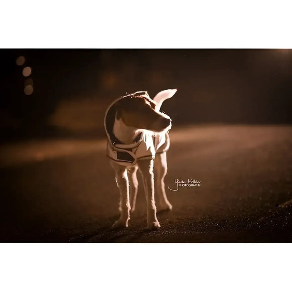 Kentucky - Cappotto per cani riflettente - Impermeabili