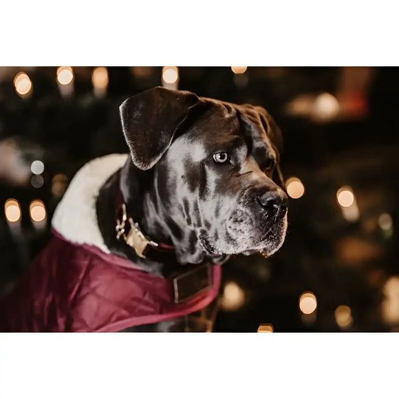 Kentucky - Cappotto Original - Cappottini