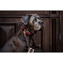 Kentucky - Collare per cani in nylon intrecciato Bordeaux - Collari