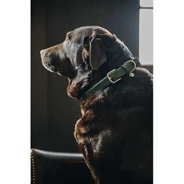 Kentucky - Collare per cani in nylon intrecciato Navy - Collari