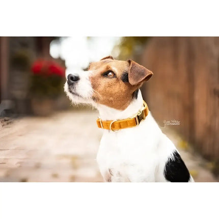 Kentucky - Collare per cani in velluto Arancione - Collari
