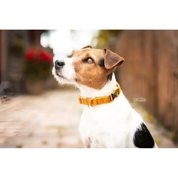Kentucky - Collare per cani in velluto Arancione - Collari