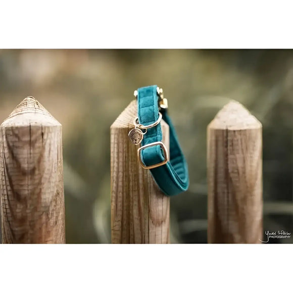 Kentucky - Collare per cani in velluto Smeraldo - Collari