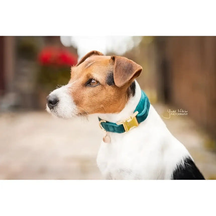 Kentucky - Collare per cani in velluto Smeraldo - Collari