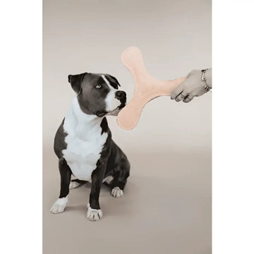Kentucky - Giocattolo per cani Boomerang Smeraldo - Giochi