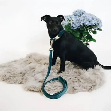 Kentucky - Guinzaglio per cani Velvet Rosa Antico - Guinzagli