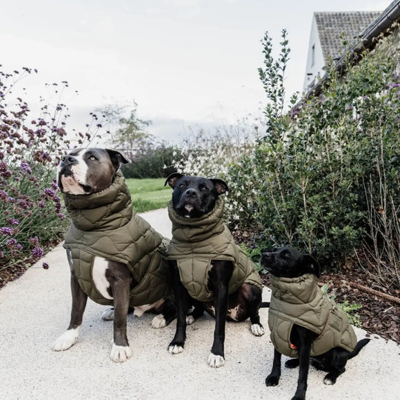 Kentucky - Impermeabile per cani Pina - Impermeabili