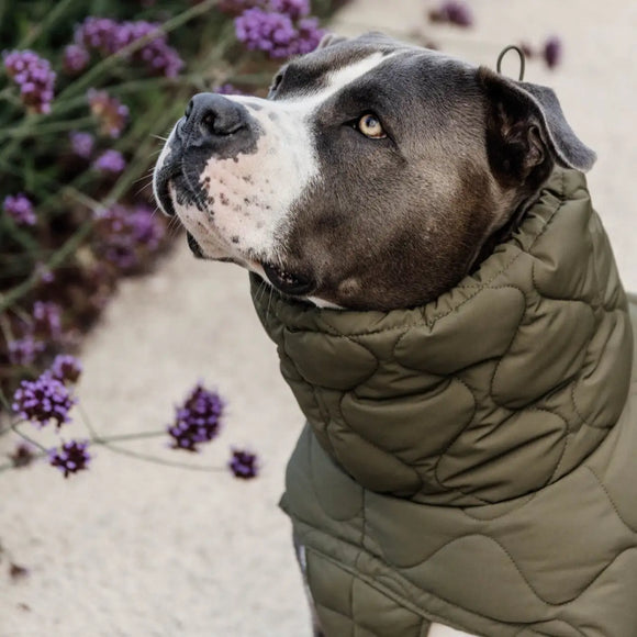 Kentucky - Impermeabile per cani Pina - Impermeabili