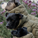 Kentucky - Impermeabile per cani Pina - Impermeabili