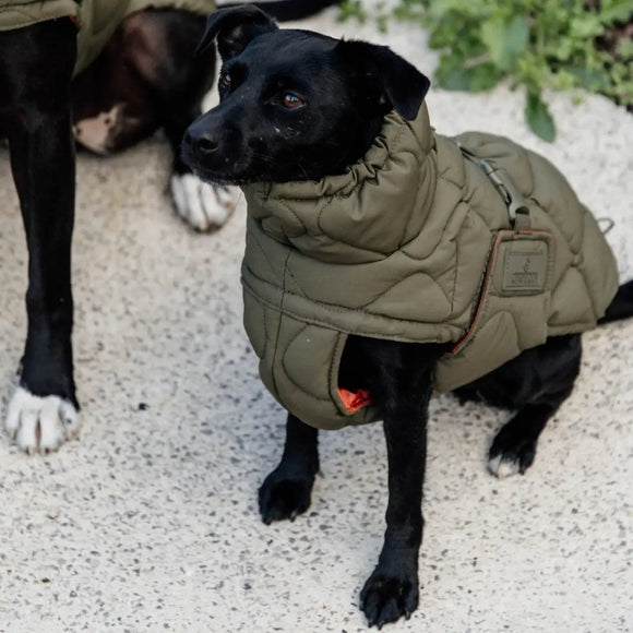 Kentucky - Impermeabile per cani Pina - Impermeabili