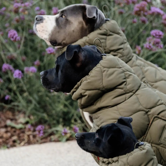 Kentucky - Impermeabile per cani Pina - Impermeabili