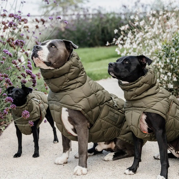 Kentucky - Impermeabile per cani Pina - Impermeabili