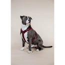 Kentucky - Pettorina per cani Active Velvet - Pettorine