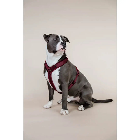 Kentucky - Pettorina per cani Active Velvet - Pettorine