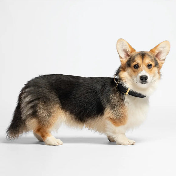 Corgi con collare Liu Jo in soffice PVC ecologico e borchie cuori, circonferenza collo