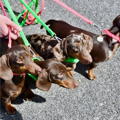 Liu Jo - Collare Fluo - Collari