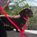 Liu Jo - Collare Fluo - Collari