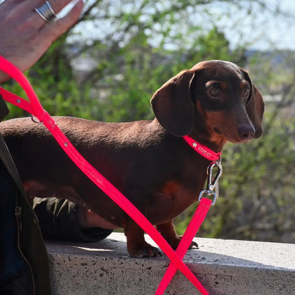 Liu Jo - Collare Fluo - Collari