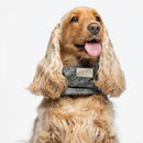 Liu Jo - Paraorecchie per cani - Maglioncini