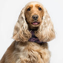 Liu Jo - Paraorecchie per cani - Maglioncini