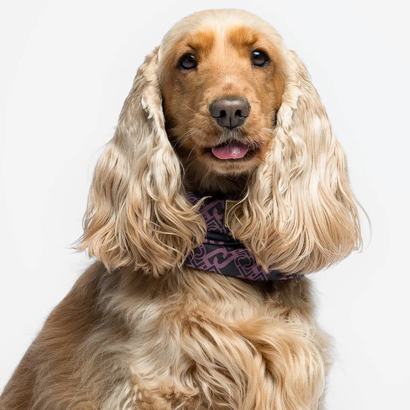 Liu Jo - Paraorecchie per cani - Maglioncini