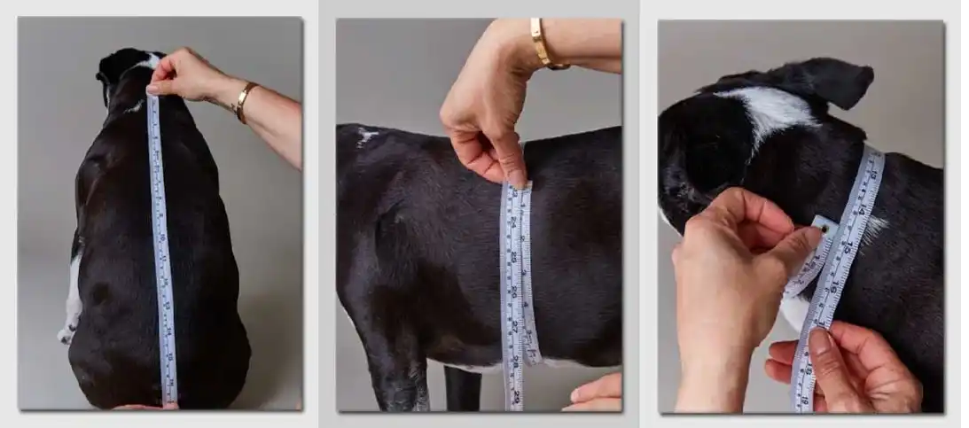 Misura cane