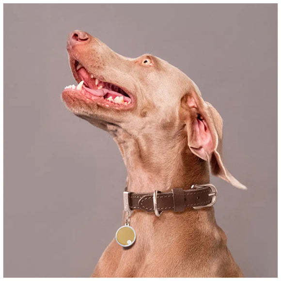 My Family - Collare Ginevra - Collari