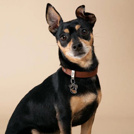 My Family - Collare Monza - Collari