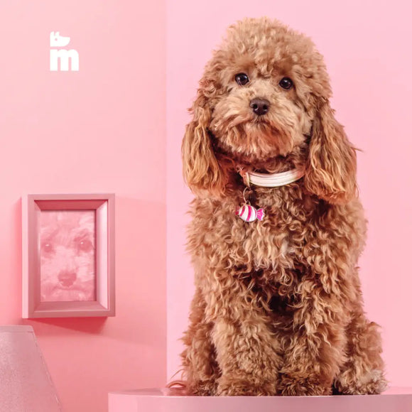 My Family - Collare Saint Tropez - Collari