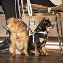 My Family - Pettorina Saint Tropez - Pettorine