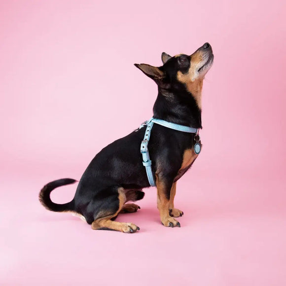 My Family - Pettorina Saint Tropez - Pettorine