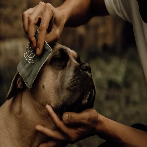 Nellumbo - Lozione Detergente Occhi e Orecchie - 100 ml - Shampoo