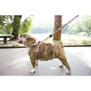 Pettorine Charlie Brown Xa Blue