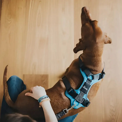 Pettorine Divo Azzurro e Grigio