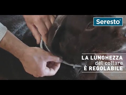 Pet Boutique - Seresto - Collare per cani