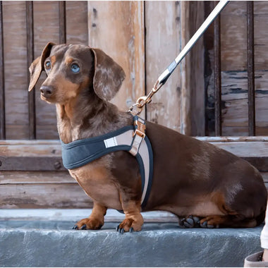 Rogz Pettorina Fast Fit Rosa - Pettorine