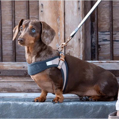 Rogz Pettorina Fast Fit Tortora - Pettorine
