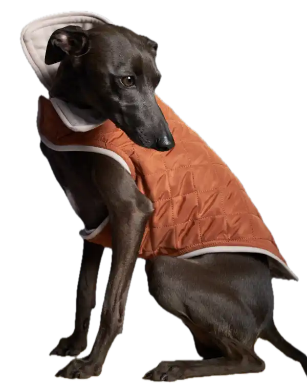 Pet Boutique - The Stripped Dog - Sunset Terracotta