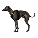 The Striped Dog - Chroma Nero - Pettorine