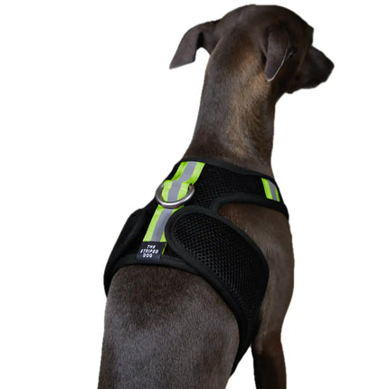 The Striped Dog - Chroma Nero - XS - Pettorine