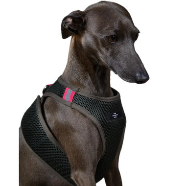 The Striped Dog - Chroma Verde Militare - Pettorine