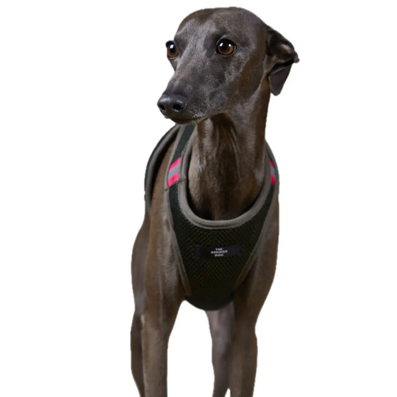 The Striped Dog - Chroma Verde Militare - Pettorine