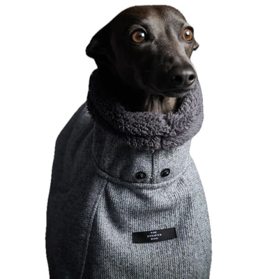 The Striped Dog - Downey - Cappottini