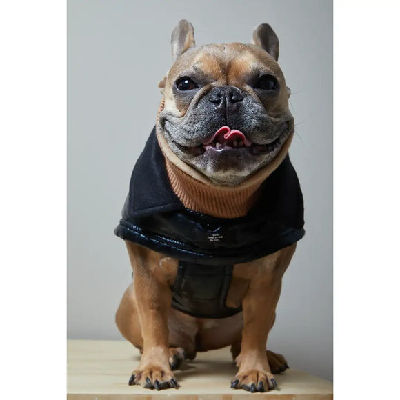 The Striped Dog - Venice - Impermeabili