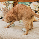 Ne&No - Jouet pour chats Set 3 poupées avec Valériane-15